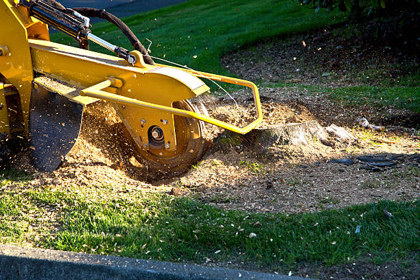 Tree Service